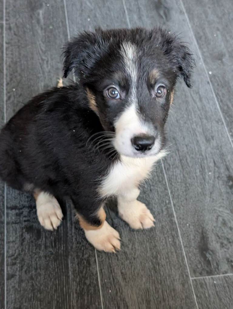 Border Collie puppies 
