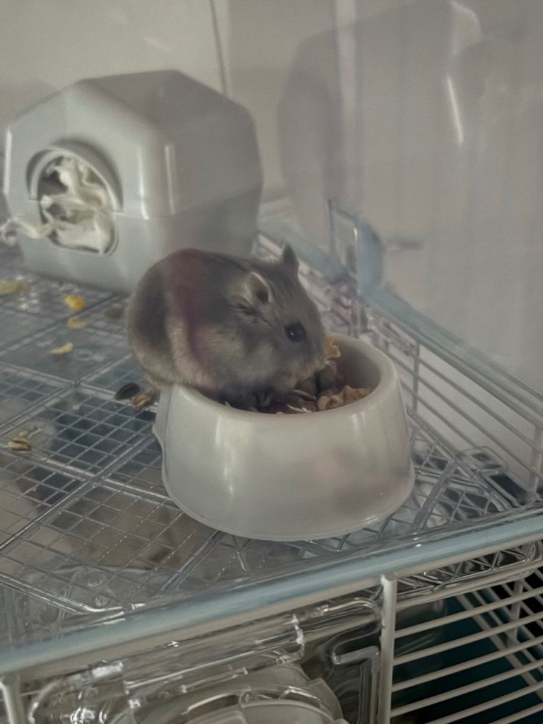 Dwarf hamster