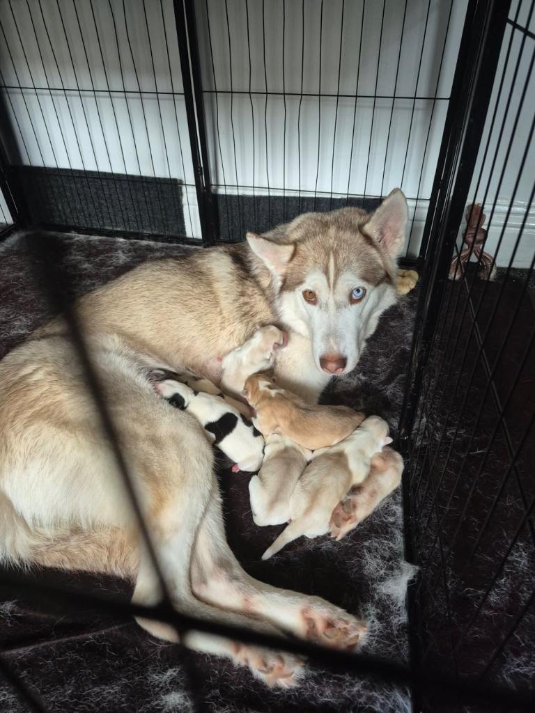 2 white female Siberian huskies