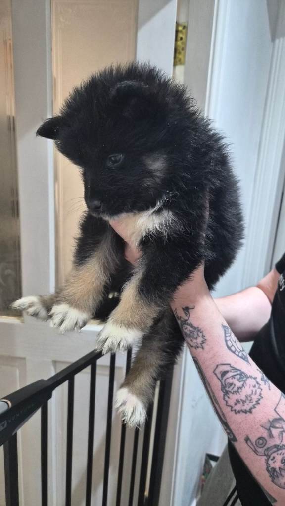 Going fast - FLUFFY Samoyed x German Shepherd Puppies