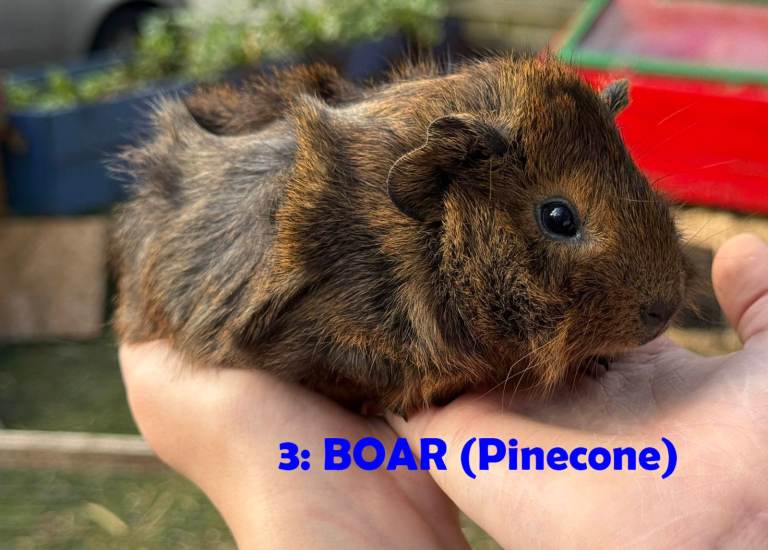 Guinea Pigs - ready now