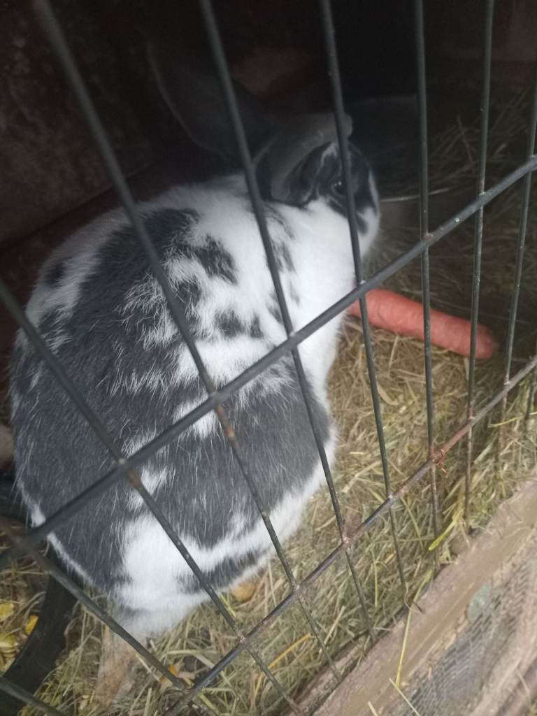 Rabbits for sale 