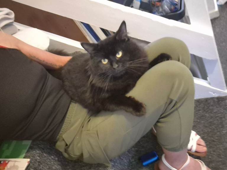 Beautiful boy looking for his forever home.