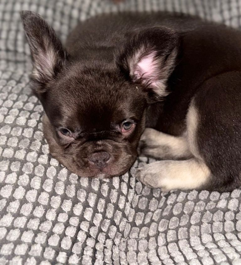 Fluffy French bulldog Puppy female