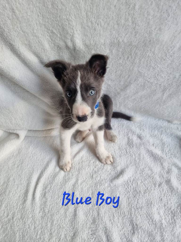 🐶 Pure Border Collie puppies looking for new home
