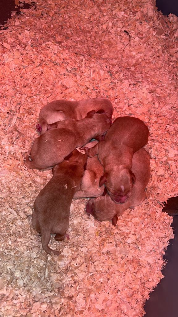 Cockerdor pups