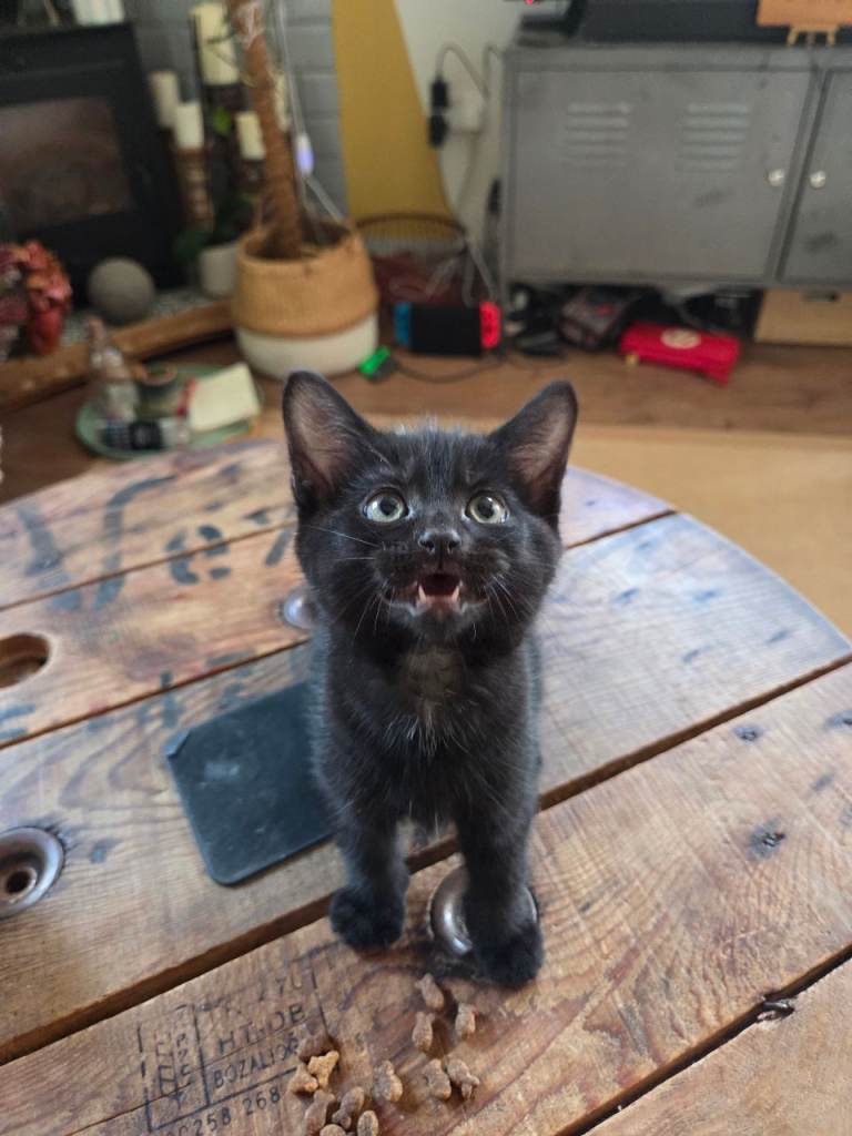 kittens