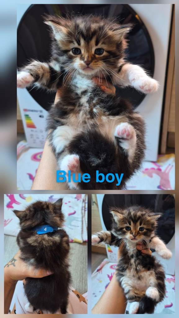 Beautiful Kittens 🐾