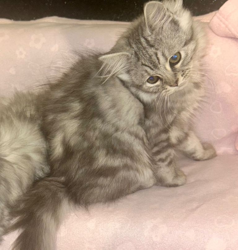 Stunning Half Persian kittens 