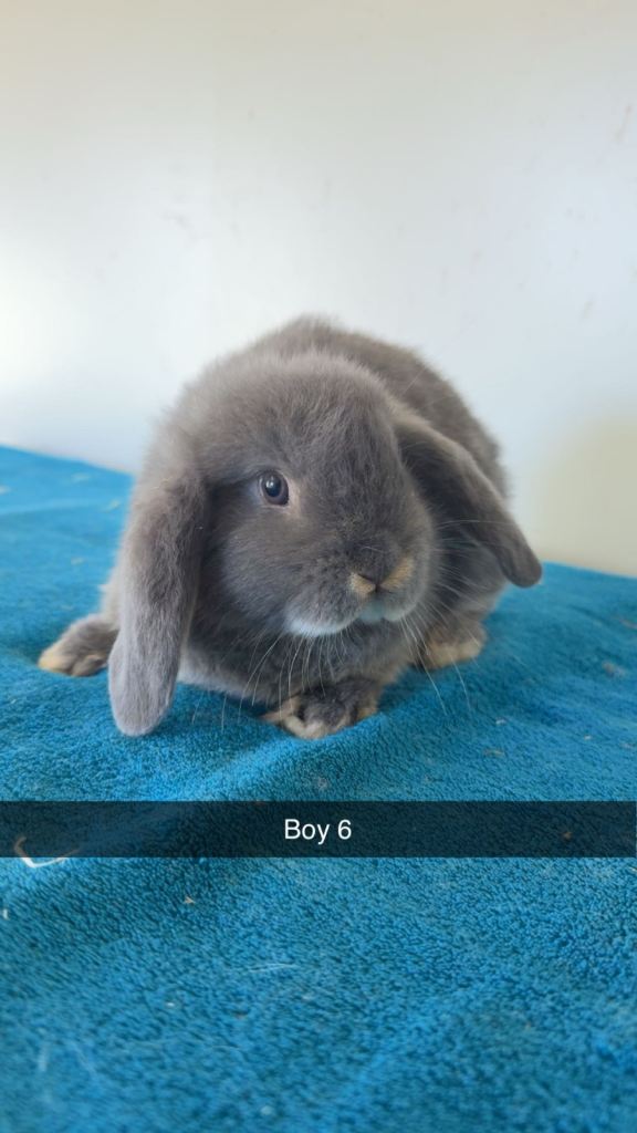 Beautiful pure breed mini lops ready to leave 