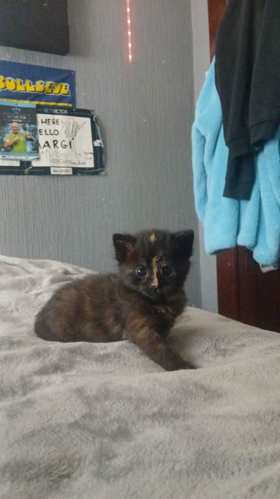 Kitten for sale 