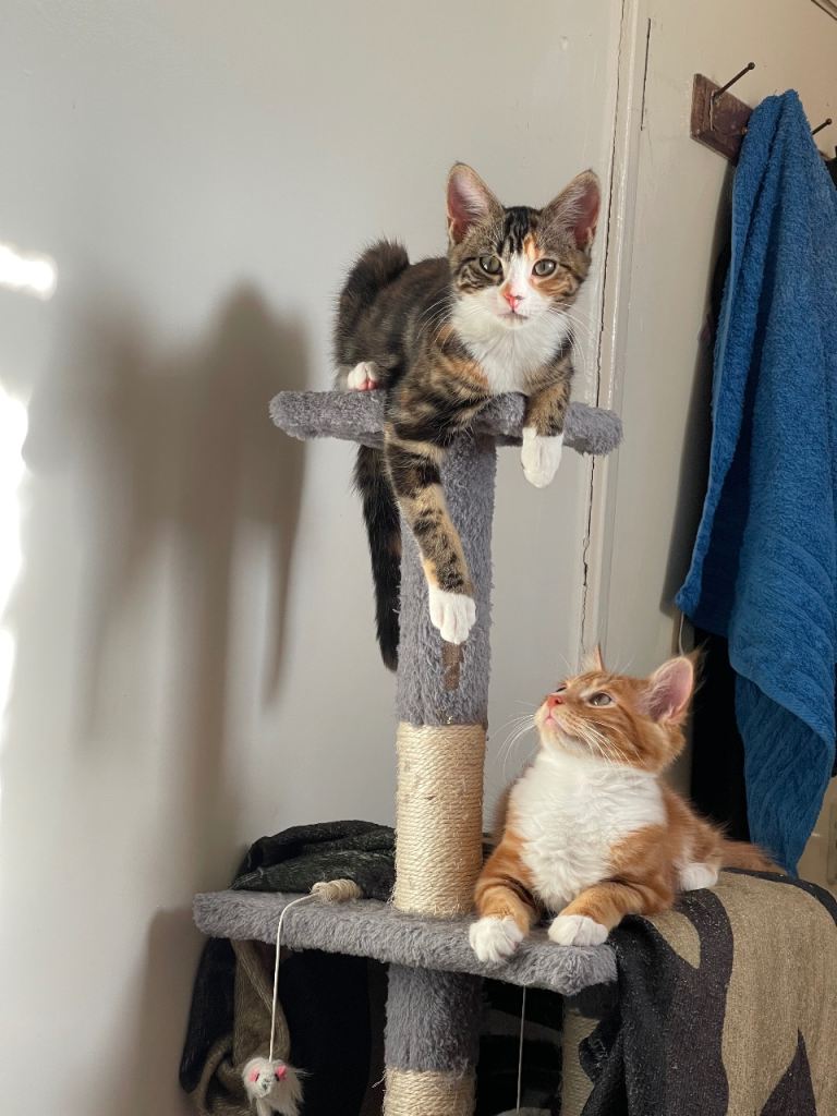 2 year old tabby cat