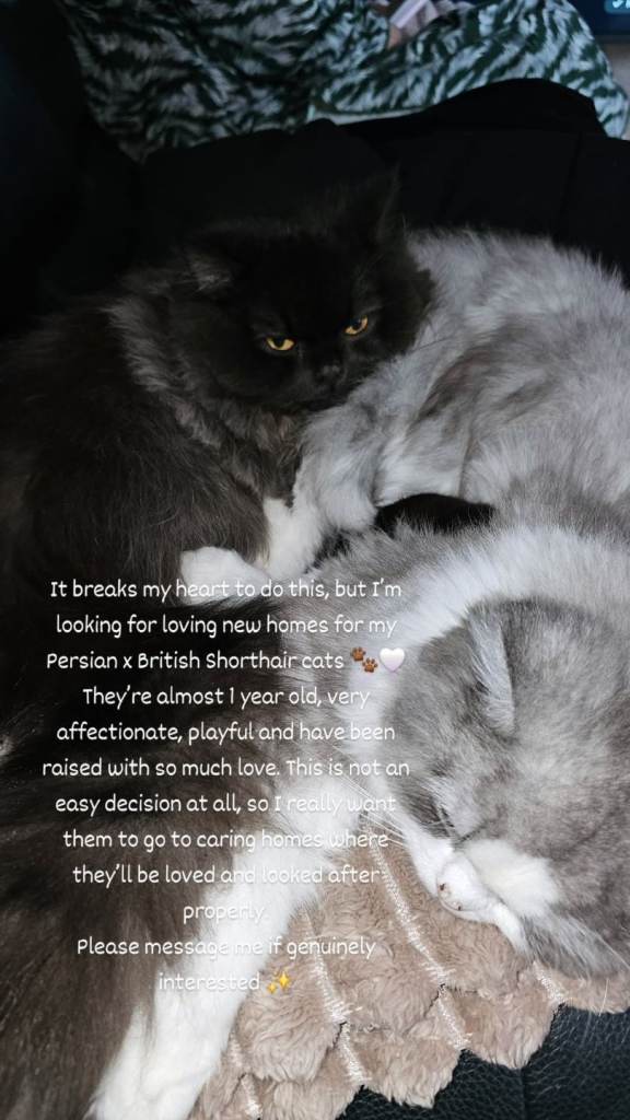 Persian x BSH