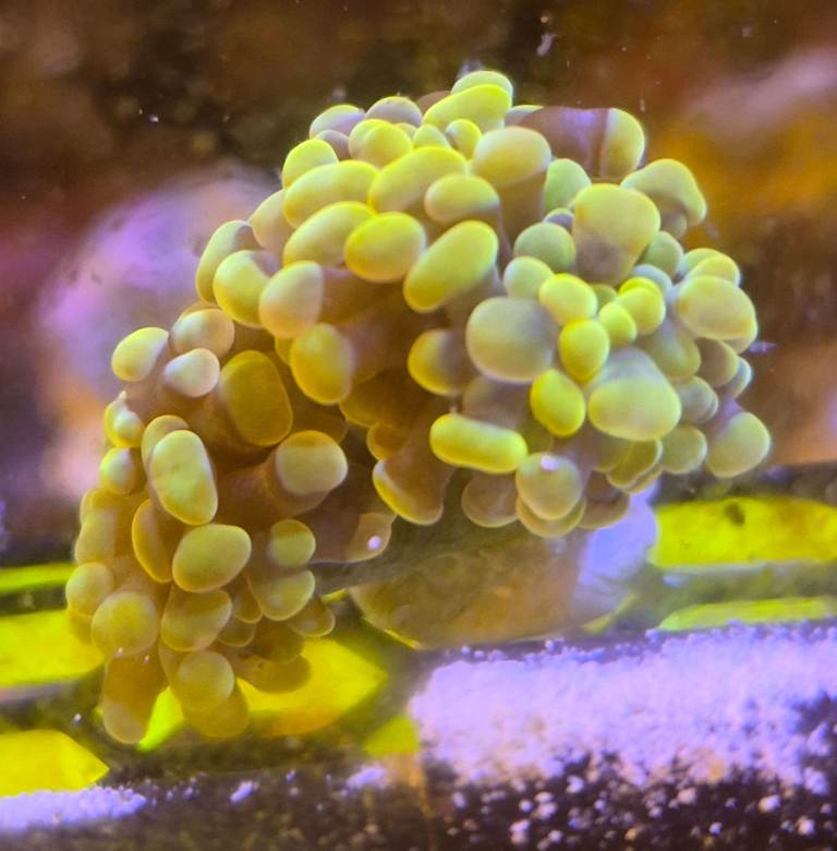 Frag of Goden Hammer LPS Euphyllia Coral.