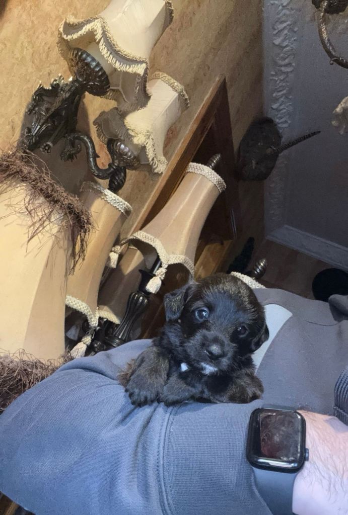 Italian greyhound x poodle puppy 