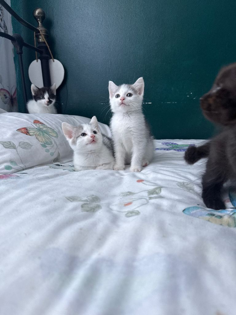 Adorable Grey & White Kitten Ready for a Loving Home