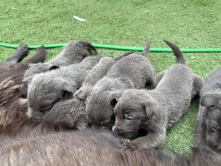 Rare blue German shepherd puppies 