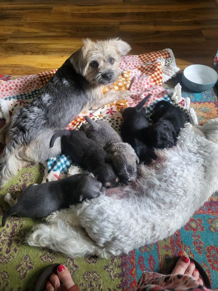 Maltipoo cross