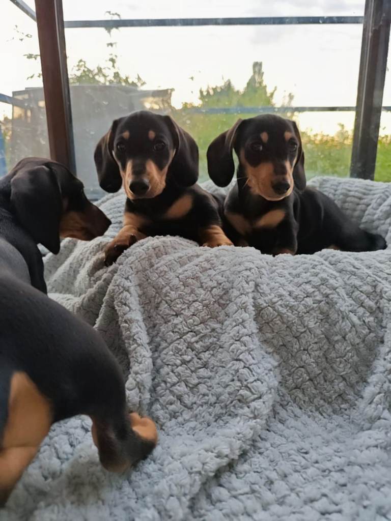 Mini Duchounds puppies 