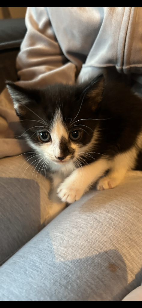 3 black and white 1 black. All females 