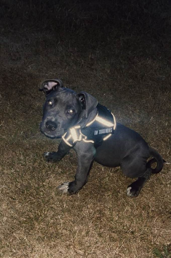 Cane corso x Neo mastiff