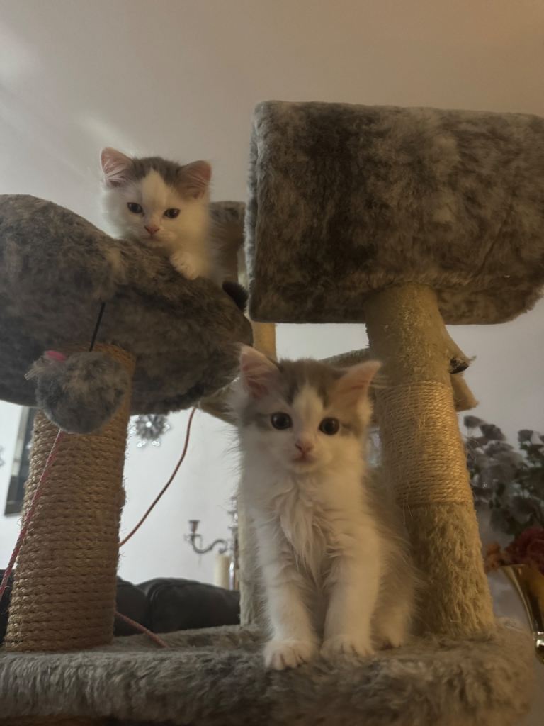 Perdoll kittens