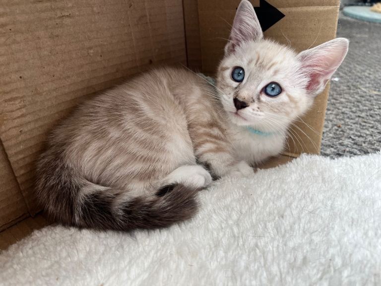 ONLY 1 Left 🐾 Stunning Blue-Eyed Fluffy Kittens Ready Soon