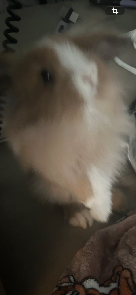 Fluffy bunny’s Double Mained lion mini lops 