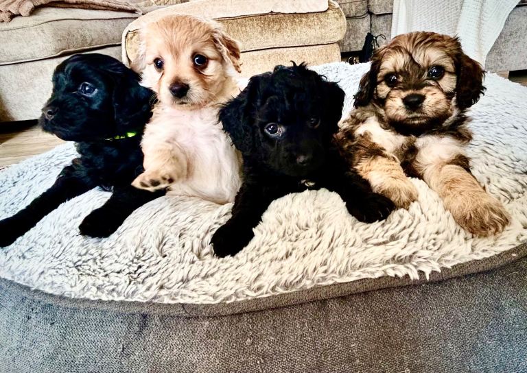 Cavapoochon Puppies ready to leave 