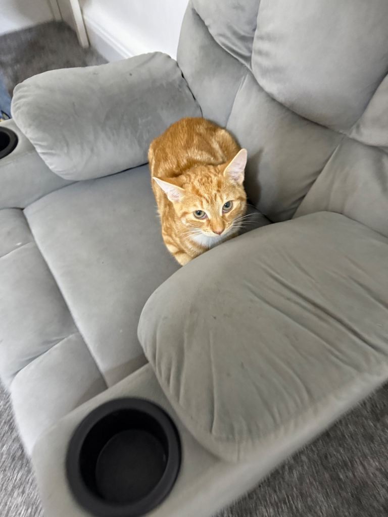 Four month old kitten 