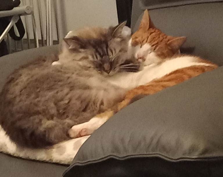 2 male cats needing new homes 