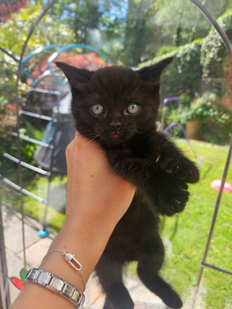 Ragg doll x british short hair kittens