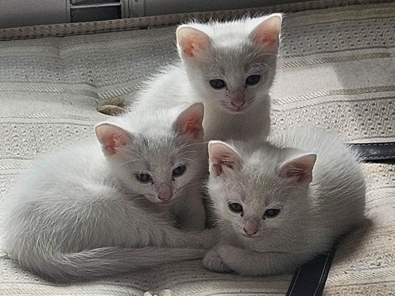 Beautiful White kittens 