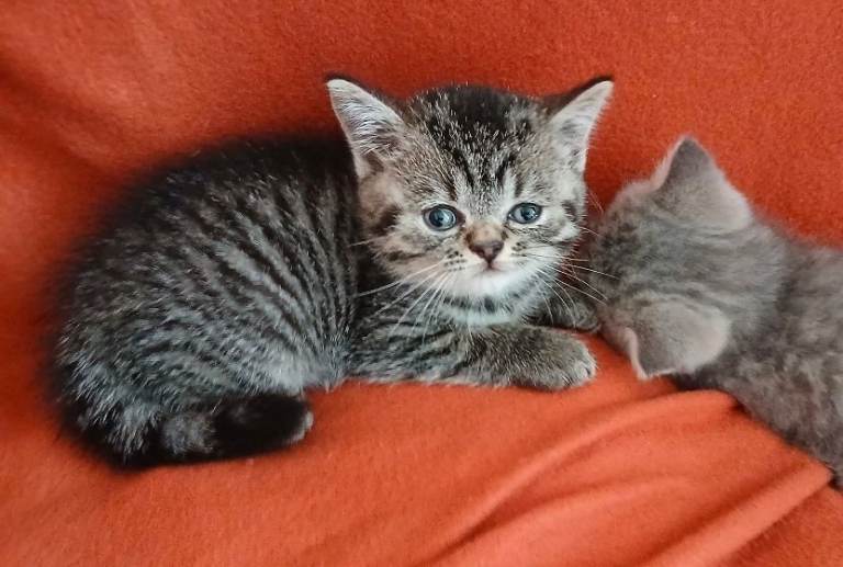 Gorgeous kittens ready now ! 