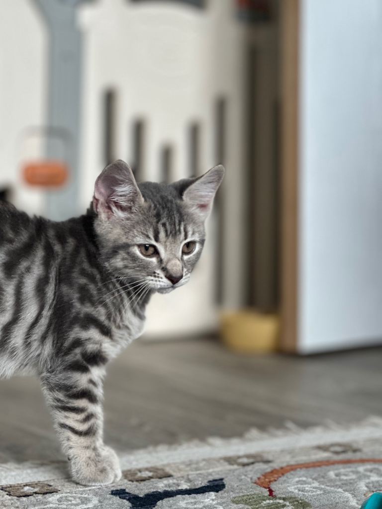 Cute Female Tabby Kitten, Born July 2026 – Ready for New Home