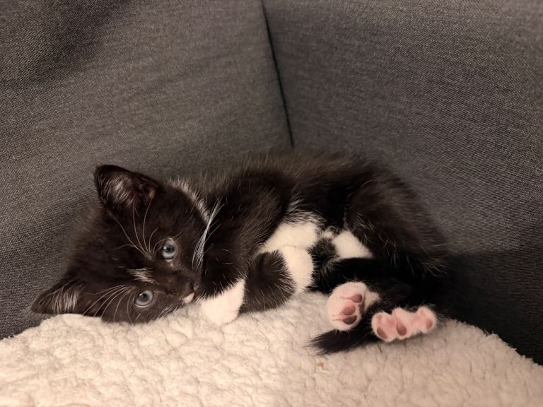 Kittens 