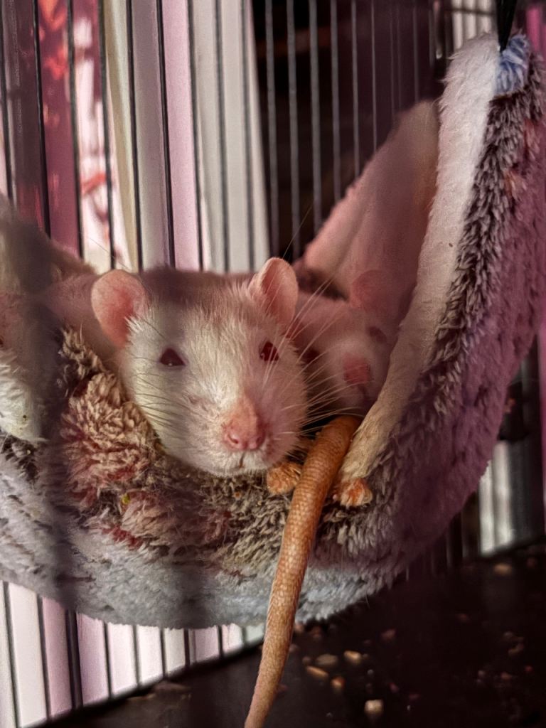 !urgent! 4 male bonded fancy rats