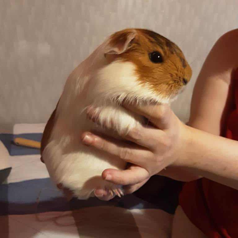 3lovely  young females guinea pigs  