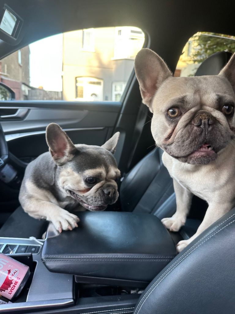 French Bulldogs 