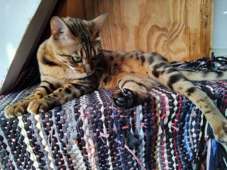 Bengal nuetard female