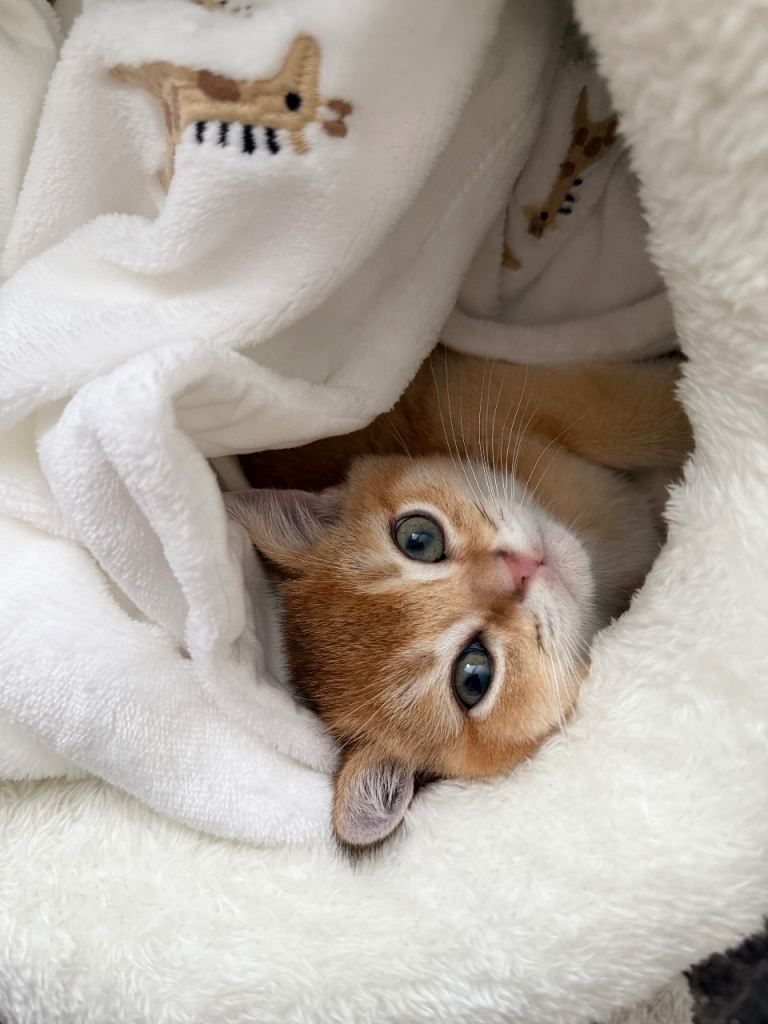 Golden shade Scottish straight Kitten