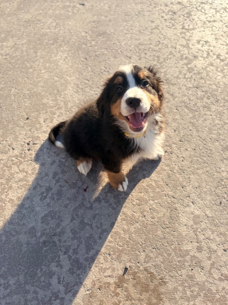 Kc registered Bernese mountain pups