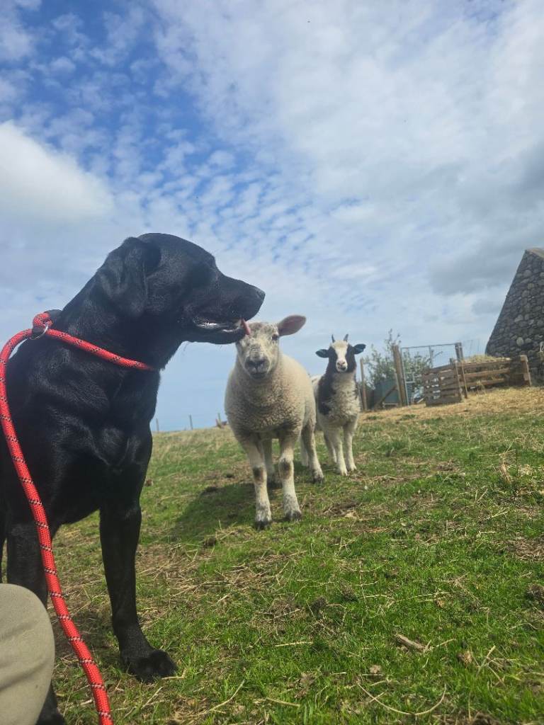 KC registered Black Labrador