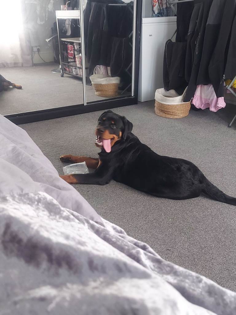rottweiler puppy
