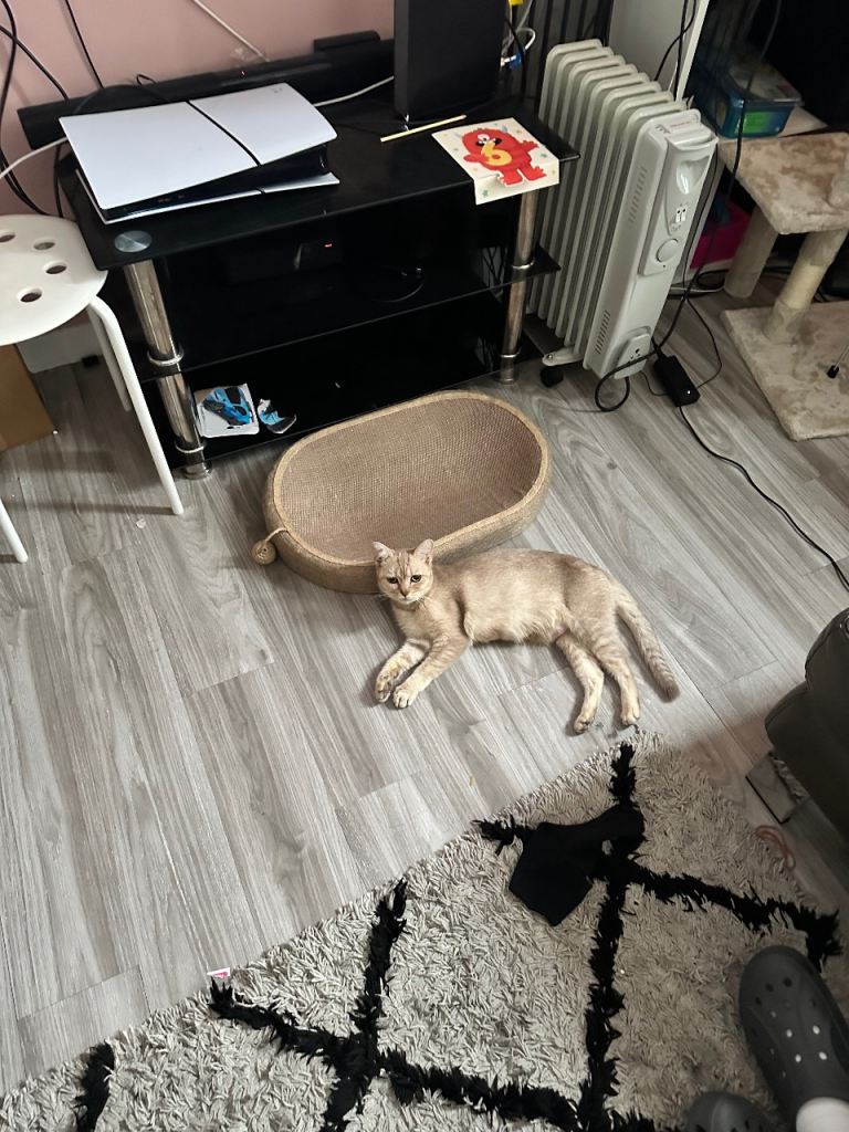 Need a home for Su ASAP