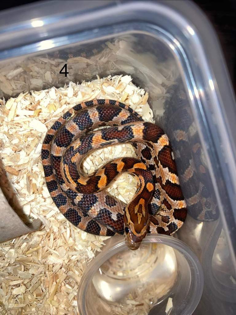 Very Tame Cornsnake babies (10 left)