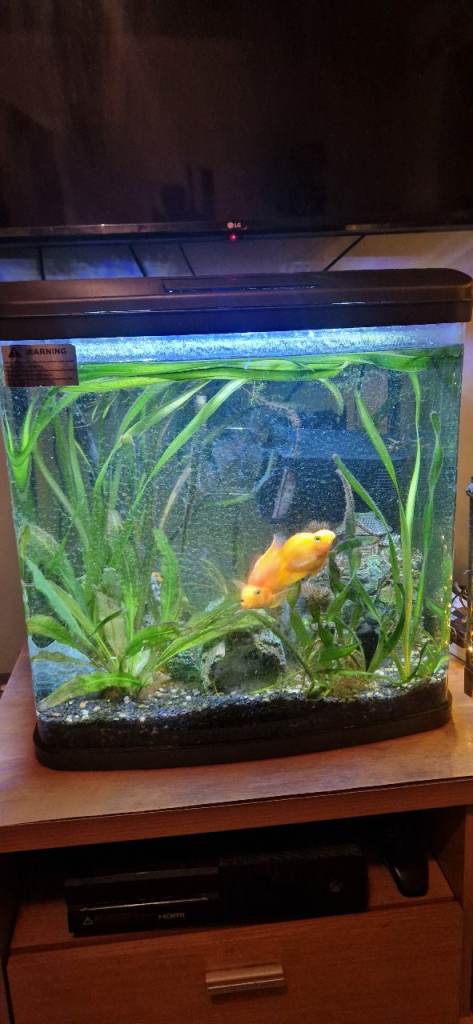 Tropical fish tank, complete set up with two parrot fish and two plekos