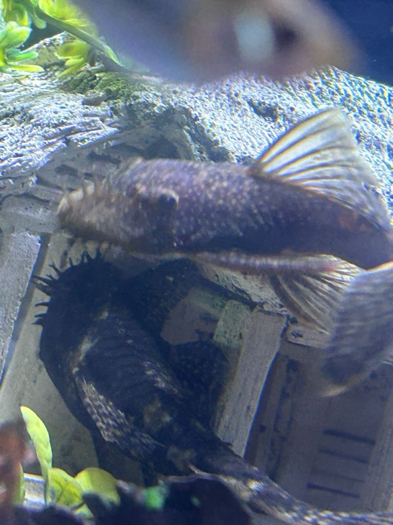 Various tropical fish for sale 