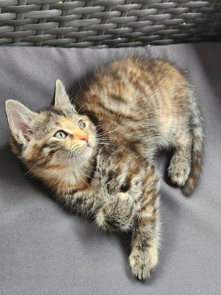 Kittens for sale 