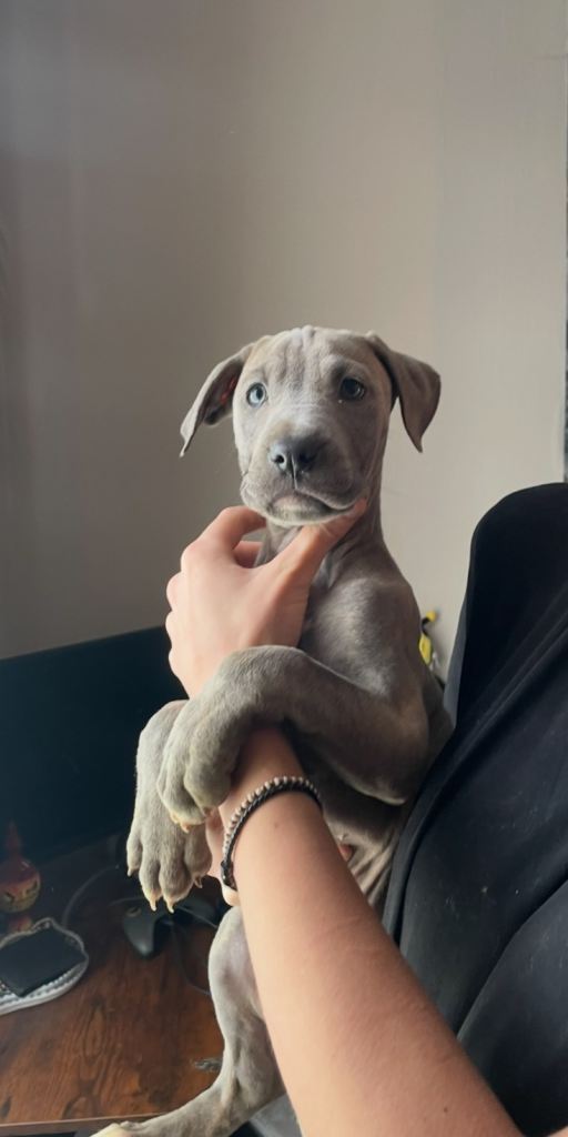 Cane Corso x Presa Canario puppies *Ready to leave*  